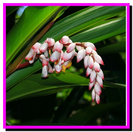 Alpinia zerumbet – Shell Ginger.جندی شاپور البرز