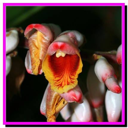 Alpinia zerumbet – Shell Ginger.جندی شاپورالبرز